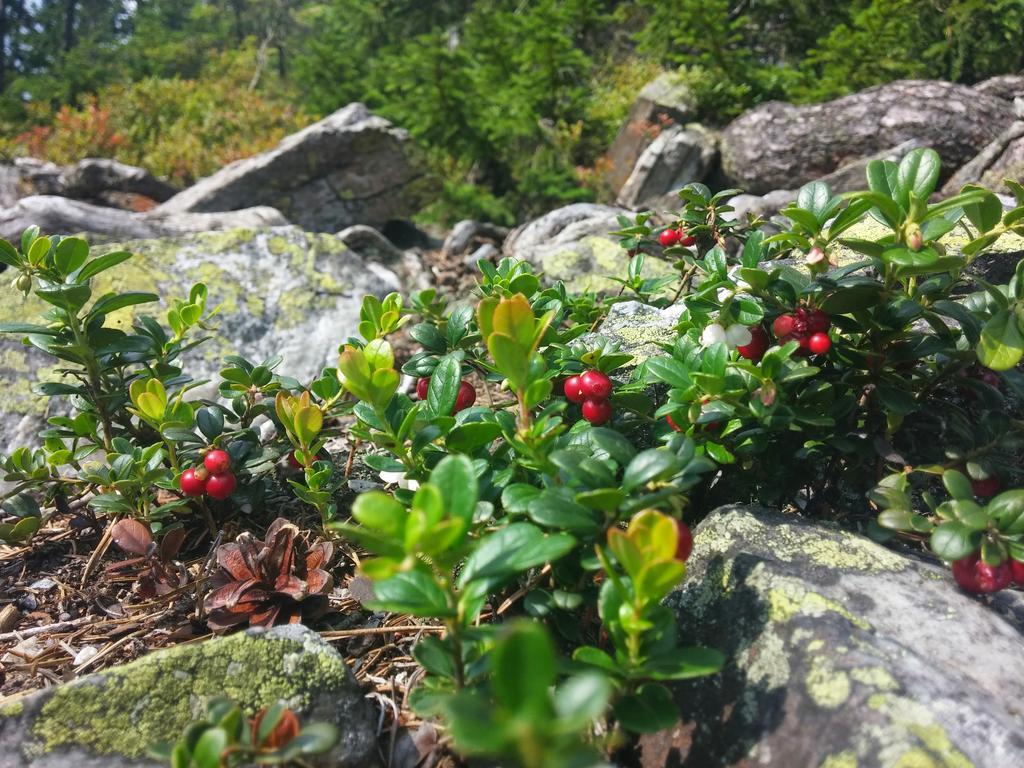 Chata Pod Koberstejnem Rejviz Bagian luar foto